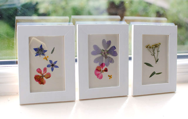 framing-pressed-flowers
