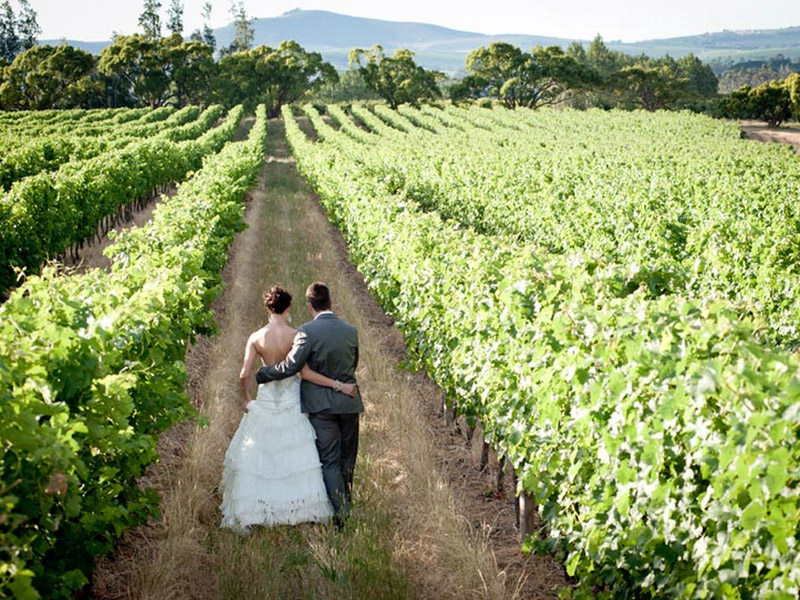 Bride-and-groom-in-vineyard