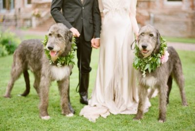 Irish wolfhound wedding venue