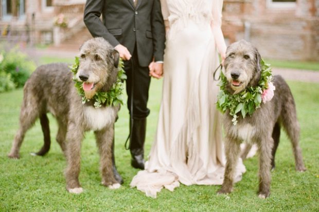 Irish wolfhound wedding venue
