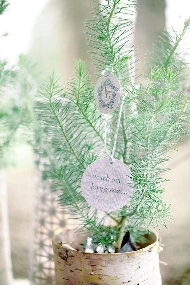 christmas-wedding-ideas-pine-tree-wedding-favours-watch-our-love-grow