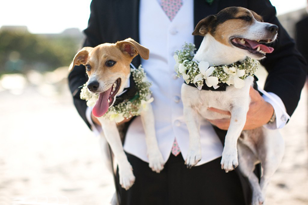 22 of the Most Adorable Dogs at Weddings | weddingsonline