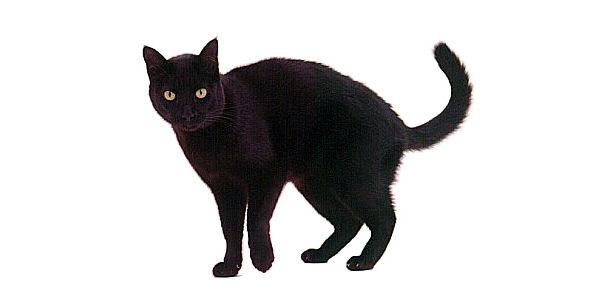 Wedding Superstitions Black Cat