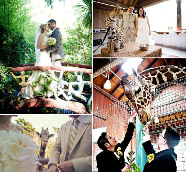 Wedding Photos Taken at Zoos