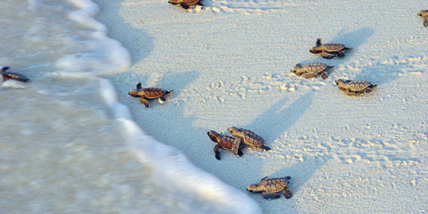 Turtles on Mauritius beach