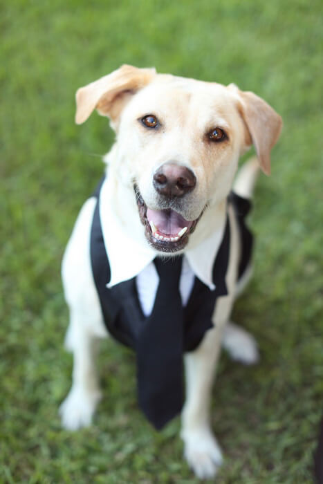 labrador-dog-wedding-suit