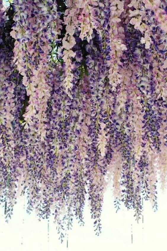 purple-lavender-backdrop